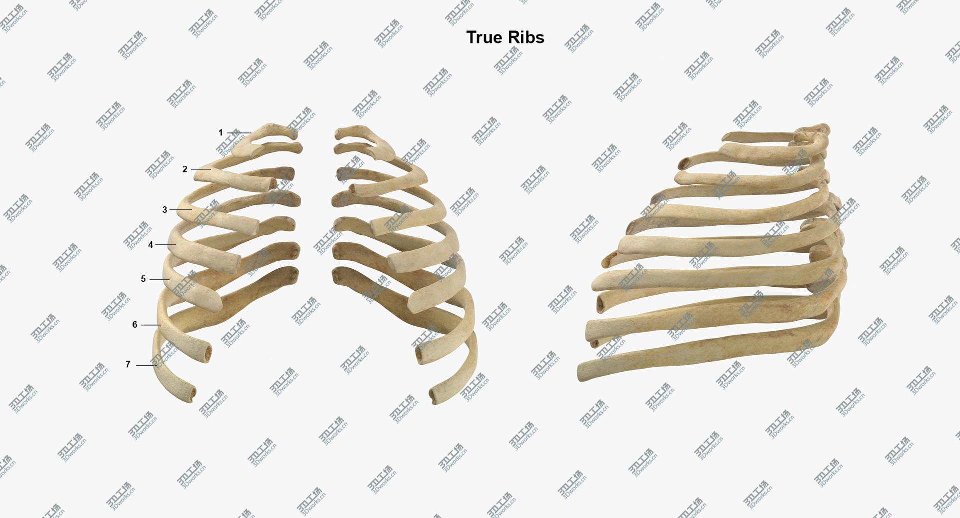 images/goods_img/202104021/3D Real Human Rib Thoracic Cage Anatomy 01/4.jpg